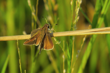 Eufala Skipper